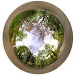Riverside woodland paths