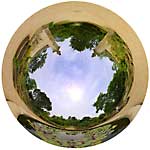 Lilly Pond at the Botanic Gardens